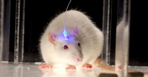 mice not sensitive to light